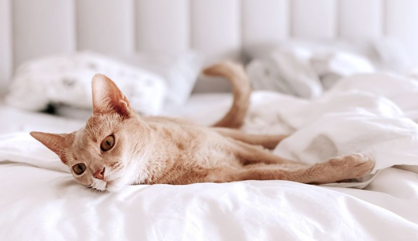 A cat laying on a bed with white sheets.