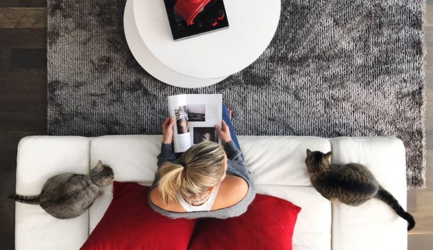 A woman is reading a book while sitting on a couch with two cats.