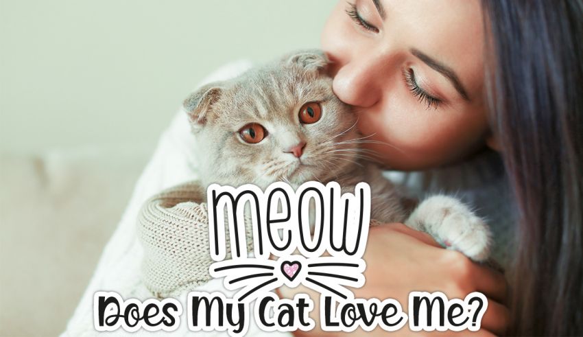 Does My Cat Love Me? Find Out with This 100% Accurate Quiz