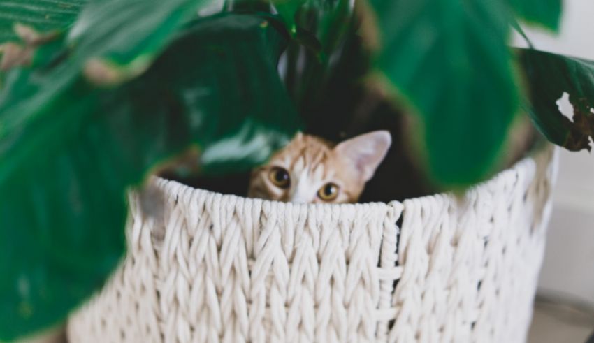 A cat peeking out of a wicker basket.