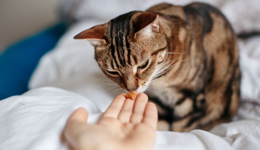 A cat is being fed by a person on a bed.