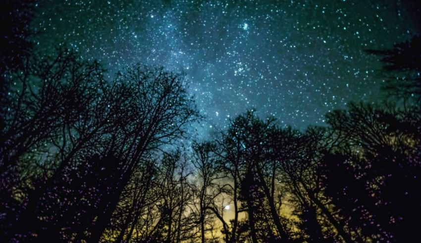 A night sky with stars and trees in the foreground.