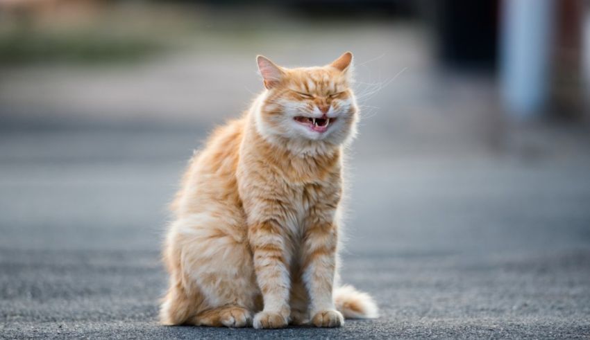 An orange tabby cat yawning on the street.