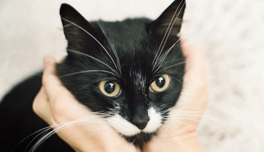 A black and white cat is being held by a person's hand.