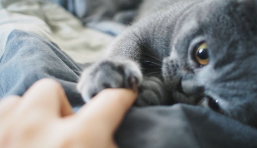 A gray cat playing with a person's hand.