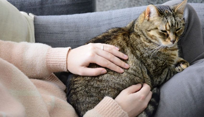 A woman is sitting on a couch with a tabby cat.