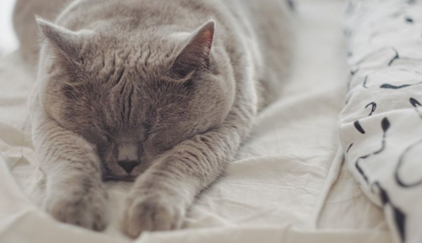 A gray cat sleeping on a white bed.