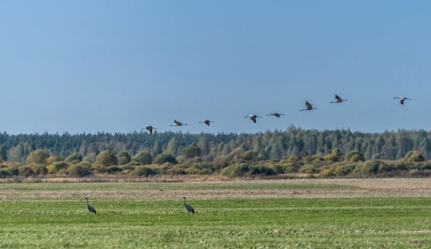 A flock of geese flying over a field.