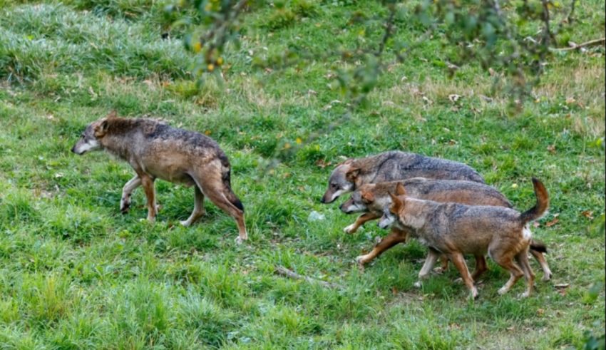 A group of grey wolves are walking in a grassy area.