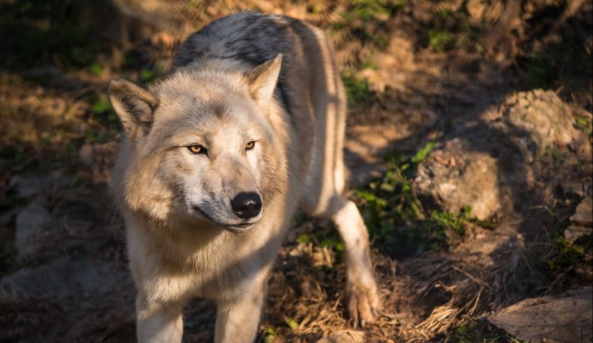 A white wolf is walking through the woods.