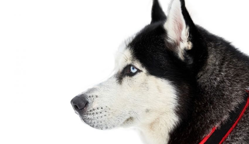 A black and white husky dog with blue eyes.