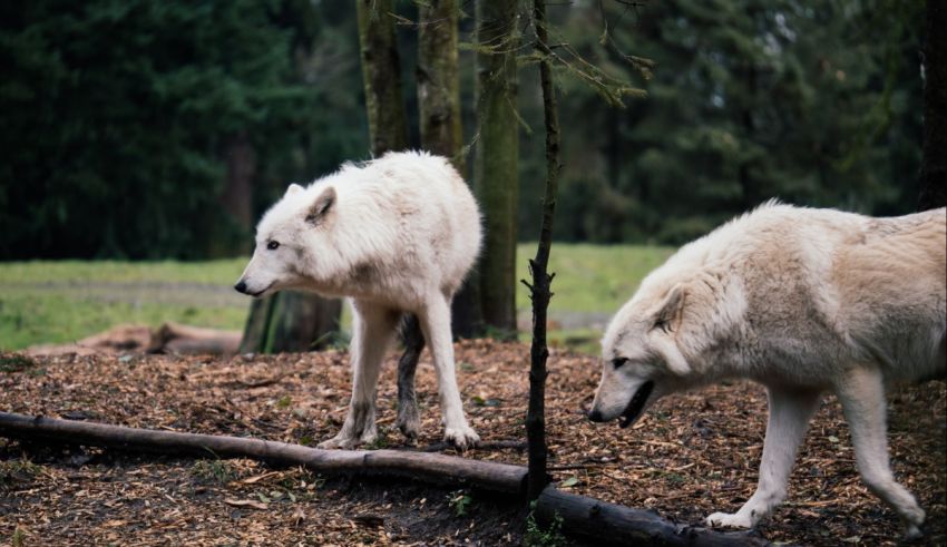 Two white wolves standing in a wooded area.