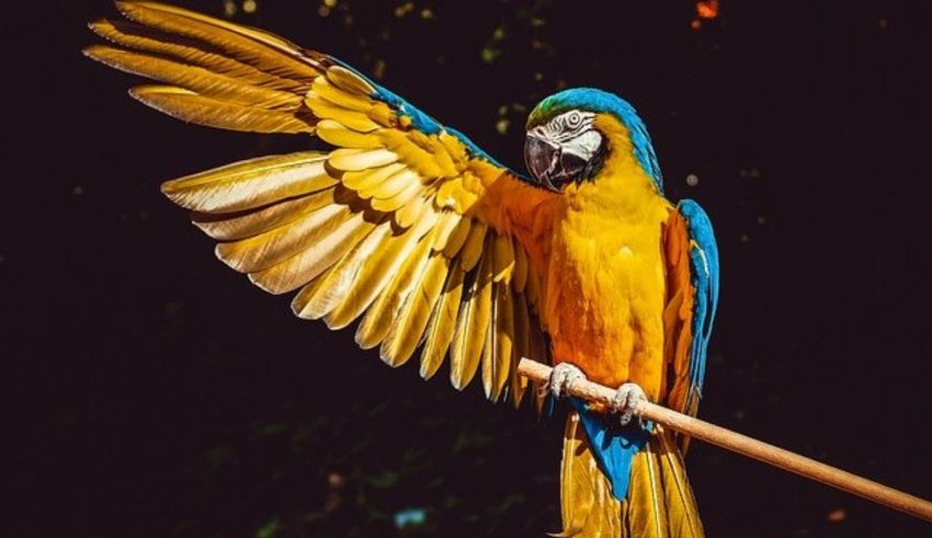 A blue and yellow parrot is sitting on a stick.