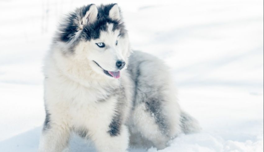 A siberian husky dog standing in the snow.