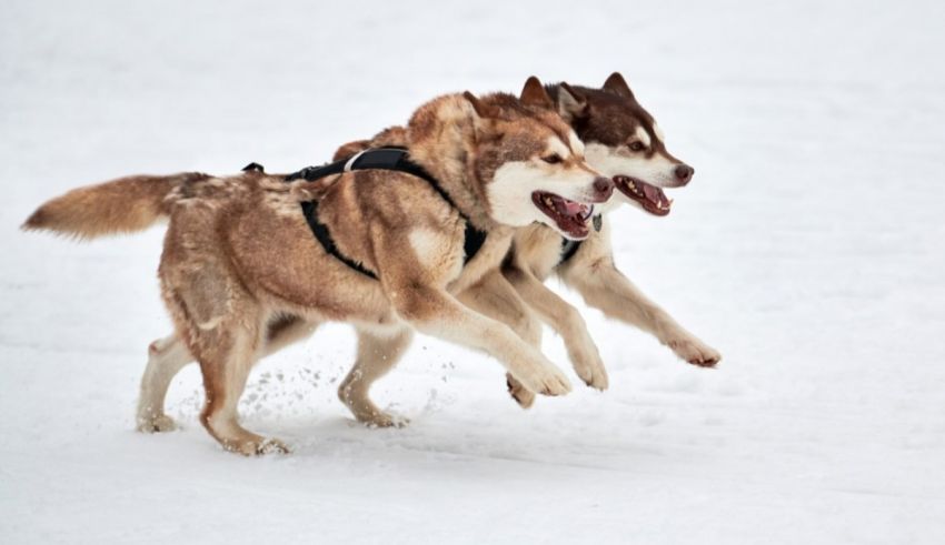 Two husky dogs running in the snow.