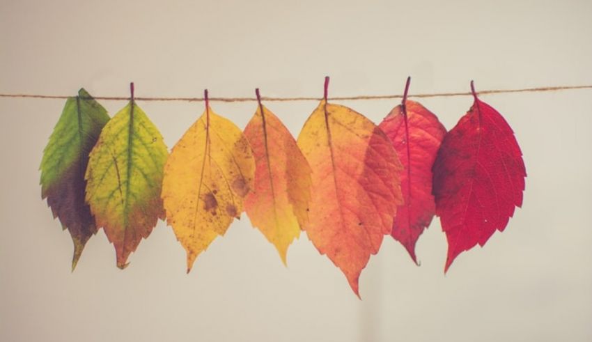 Colorful autumn leaves hanging on a rope.