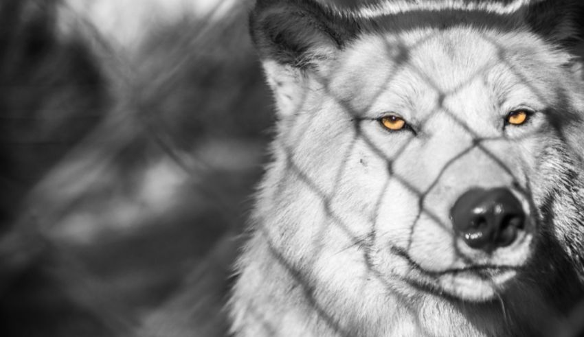 A black and white photo of a wolf behind a fence.