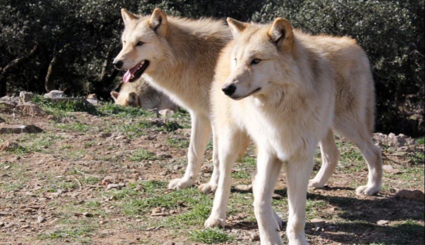 Two white wolves standing next to each other.