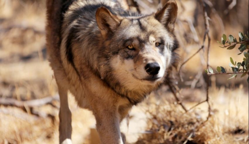 A gray wolf is walking through the brush.