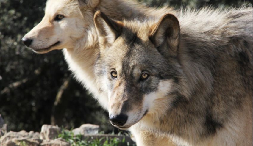 Two grey wolves standing next to each other.