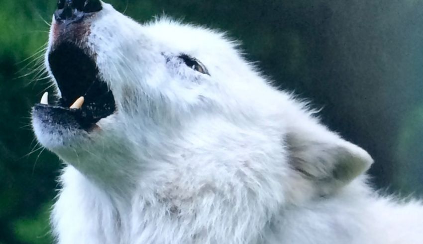 A white wolf is howling with its mouth open.