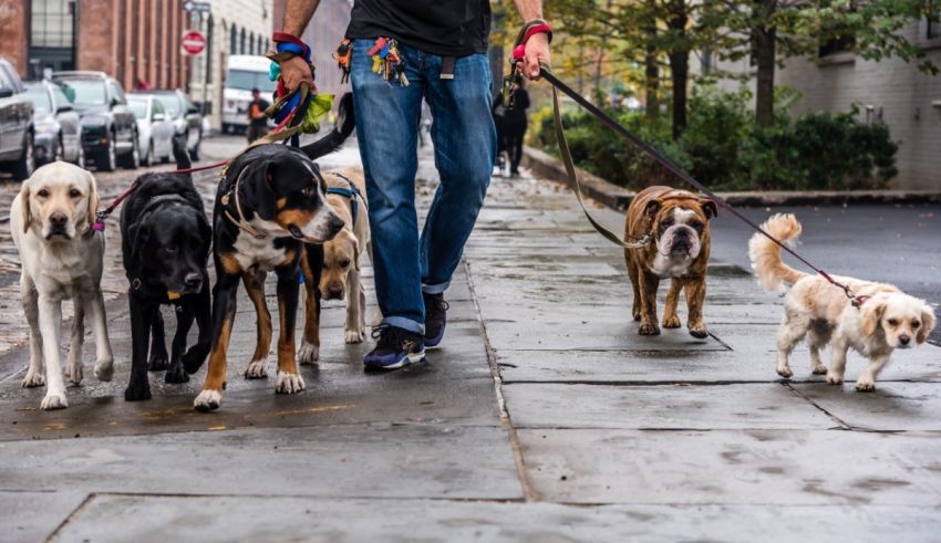 A man walking a group of dogs on a sidewalk.