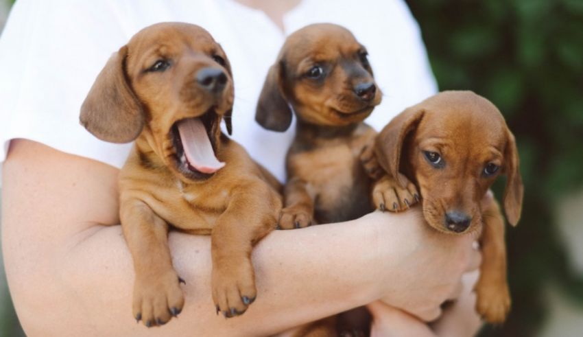Three dachshund puppies in a woman's arms.