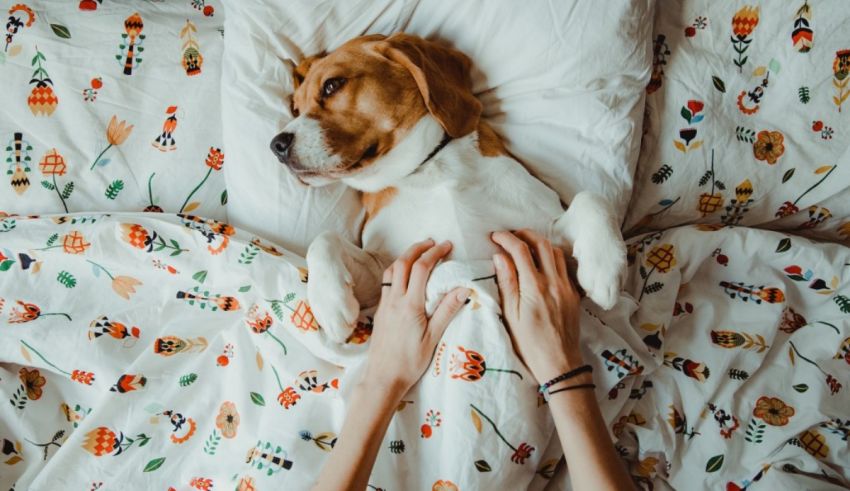 A dog laying on a bed with a woman's hand.