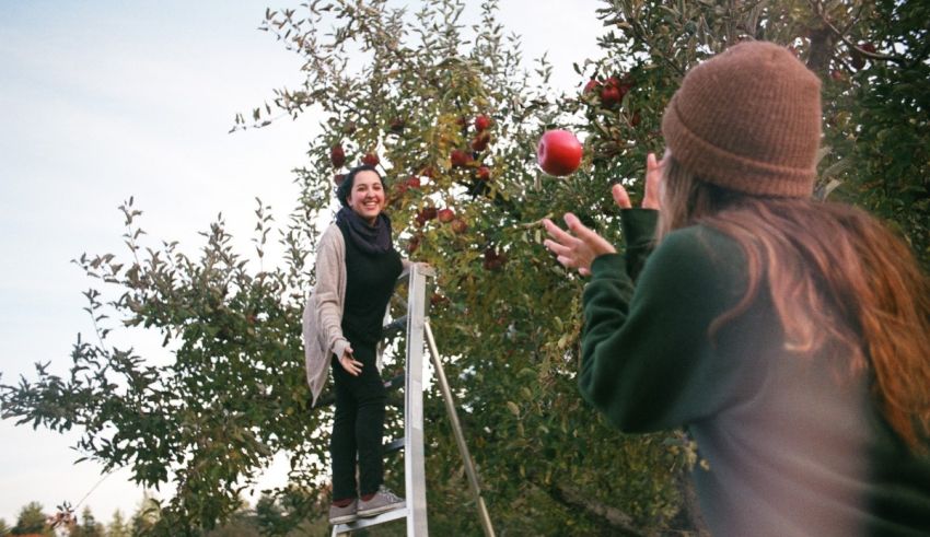 Two women standing on a ladder in an apple orchard.