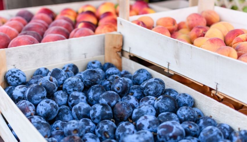 Crates of plums and blueberries at a farmer's market.