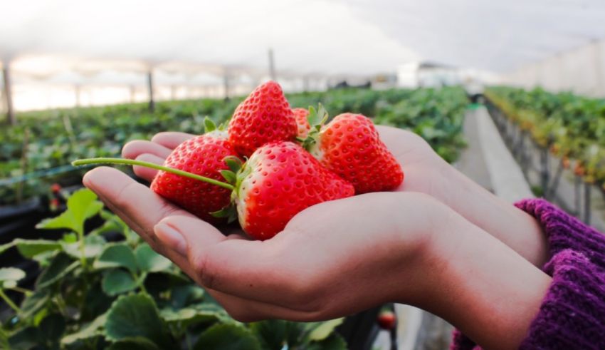 A person's hands holding strawberries in a greenhouse.