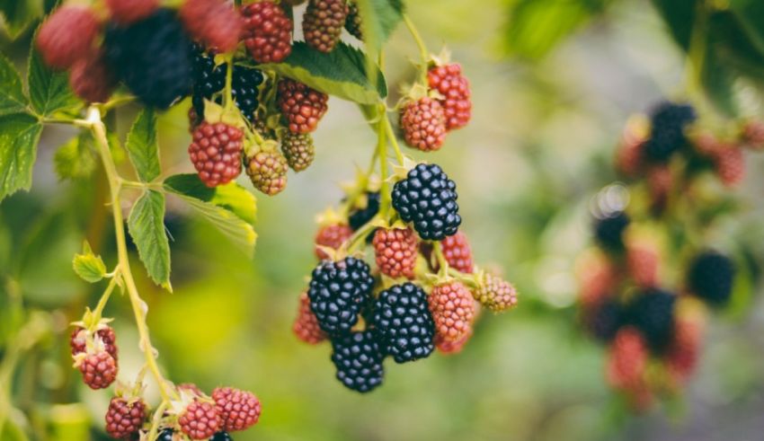Ripe blackberries hanging on a tree.