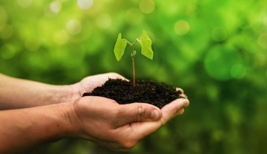 A person's hand holding a small plant in soil.