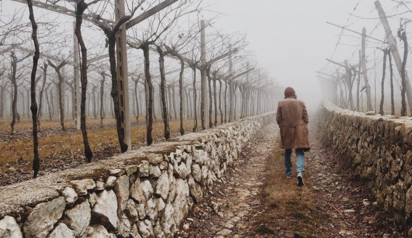 A woman walking through a vineyard on a foggy day.
