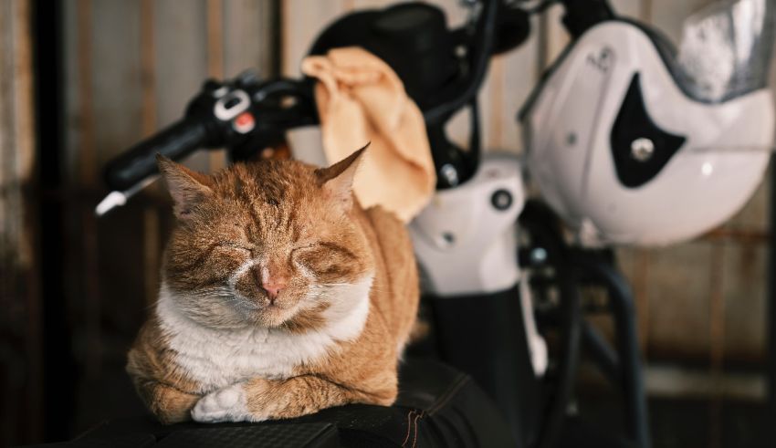 A cat laying on top of a motorcycle.