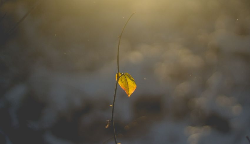 A yellow leaf on a branch in the snow.