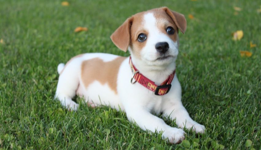 A small brown and white dog laying in the grass.