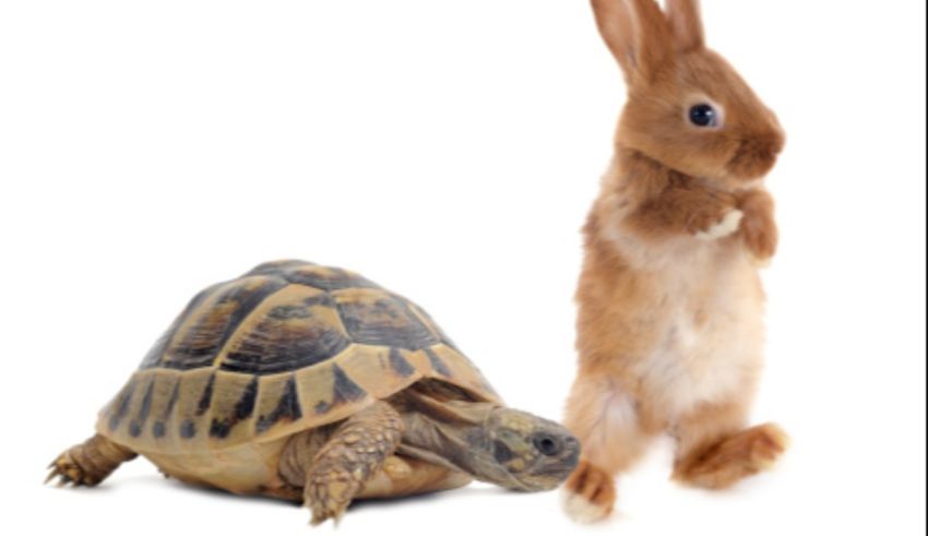 A rabbit and a tortoise standing next to each other.