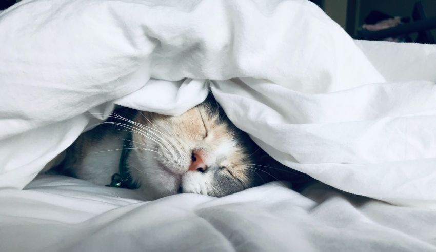 A cat sleeping under a white blanket.