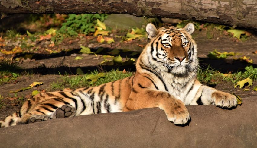 A tiger is laying on a rock in a zoo.