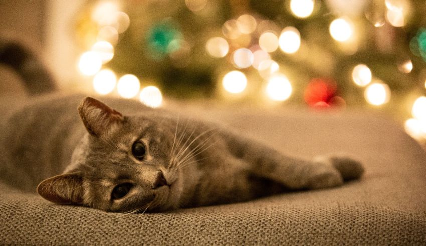 A cat laying on a couch in front of a christmas tree.