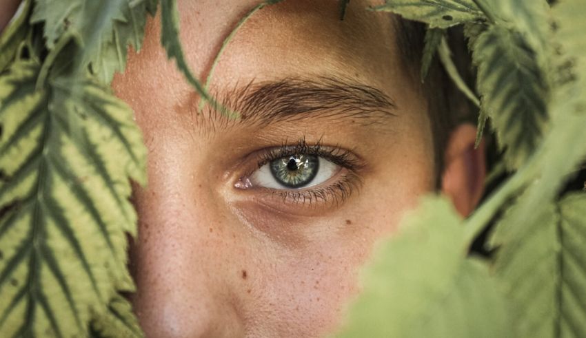 A boy's face peeking out of a bunch of marijuana leaves.
