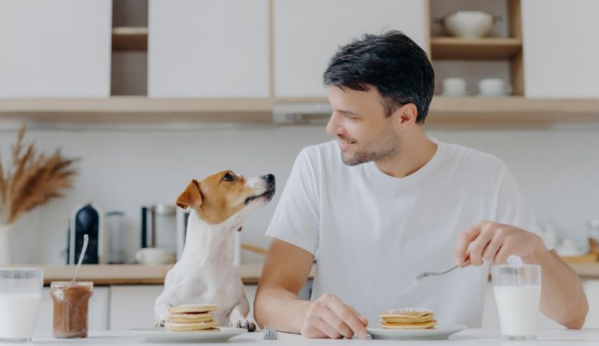 A man and his dog eating pancakes in the kitchen.