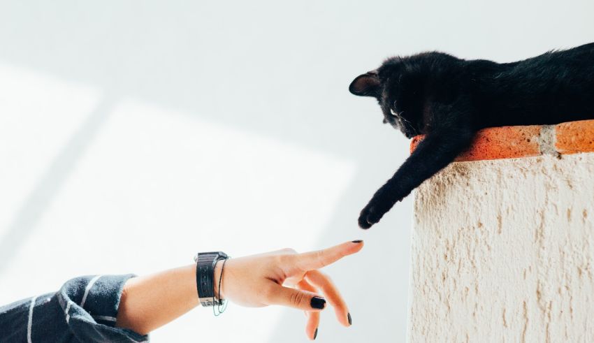 A black cat reaching up to a person's hand.