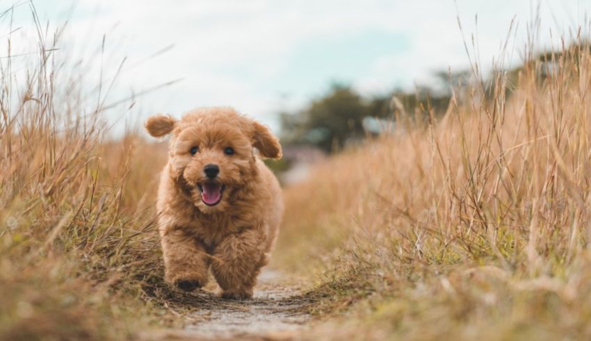 A poodle puppy running through a field of tall grass.