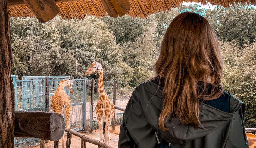 A girl is looking at giraffes in a zoo enclosure.
