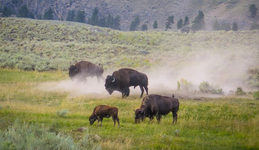 A group of bison grazing in a grassy field.
