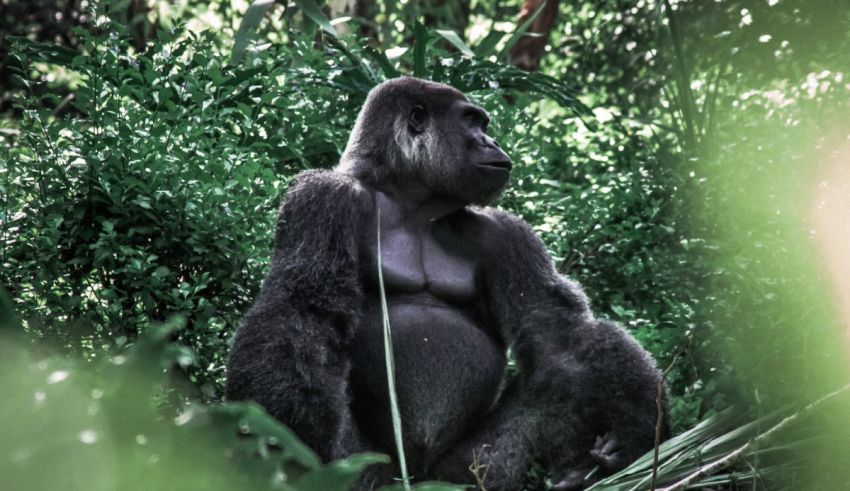 A gorilla is sitting in the middle of the jungle.