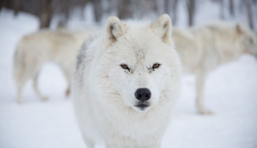 A group of white wolves are standing in the snow.