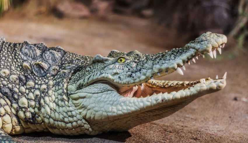 A close up of a crocodile with its mouth open.